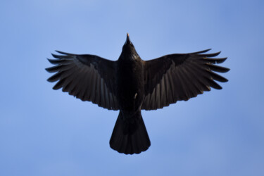 Fotografia intitulada "Raven" por Magdalena Mienko, Obras de arte originais, Fotografia digital Montado em Painel de madeira