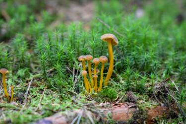 摄影 标题为“Mushroom” 由Magdalena Mienko, 原创艺术品, 数码摄影