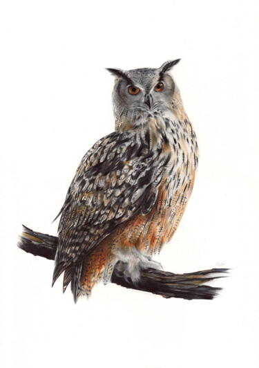 Tekening getiteld "Eurasian Eagle-owl…" door Daria Maier, Origineel Kunstwerk, Balpen