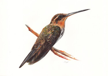 Drawing titled "Saw-billed Hermit -…" by Daria Maier, Original Artwork, Ballpoint pen