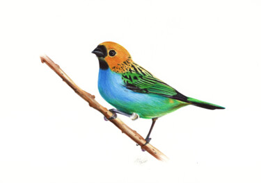 "Gilt-edged Tanager…" başlıklı Resim Daria Maier tarafından, Orijinal sanat, Tükenmez kalem