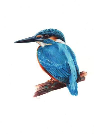 Рисунок под названием "Eurasian Kingfisher…" - Daria Maier, Подлинное произведение искусства, Шариковая ручка