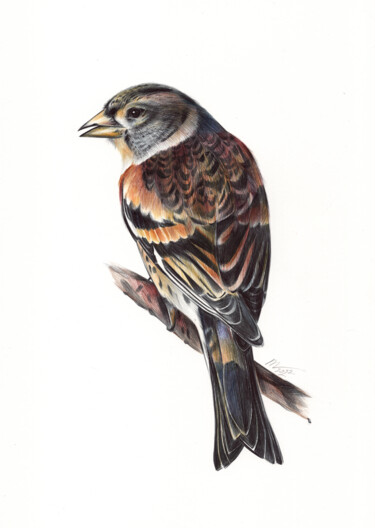 Desenho intitulada "Brambling - Bird Po…" por Daria Maier, Obras de arte originais, Canetac de aerossol