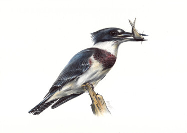 Drawing titled "Belted Kingfisher -…" by Daria Maier, Original Artwork, Ballpoint pen