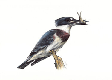 Tekening getiteld "Belted Kingfisher -…" door Daria Maier, Origineel Kunstwerk, Balpen