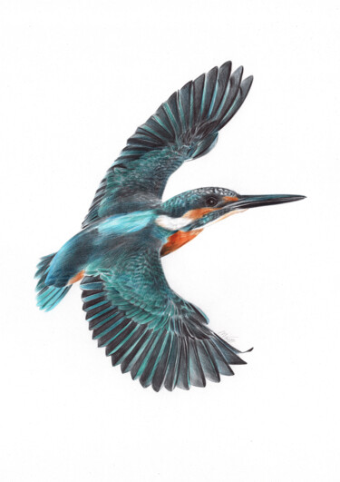 Drawing titled "River Kingfisher (P…" by Daria Maier, Original Artwork, Ballpoint pen