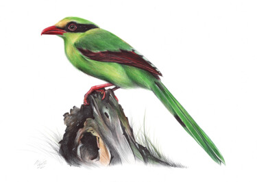 Desenho intitulada "Common Green Magpie…" por Daria Maier, Obras de arte originais, Canetac de aerossol