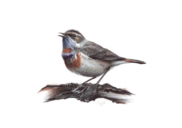 Zeichnungen mit dem Titel "Bluethroat (Realist…" von Daria Maier, Original-Kunstwerk, Kugelschreiber