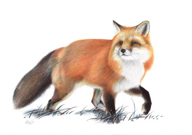 "Red Fox IV (Realist…" başlıklı Resim Daria Maier tarafından, Orijinal sanat, Tükenmez kalem