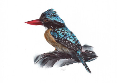 Tekening getiteld "Banded Kingfisher (…" door Daria Maier, Origineel Kunstwerk, Balpen