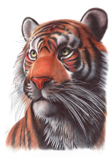 Drawing titled "Tiger" by Daria Maier, Original Artwork, Ballpoint pen