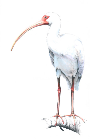 Malerei mit dem Titel ""Ibis - święty ptak…" von Małgorzata  Zagórska-Gierak, Original-Kunstwerk, Aquarell