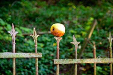 Fotografía titulada "Zaunapfel" por Manfred Elsässer, Obra de arte original, Fotografía digital