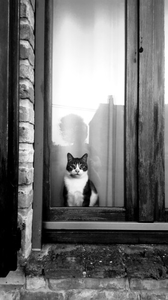 Fotografia intitolato "Gatto!" da Mangani', Opera d'arte originale