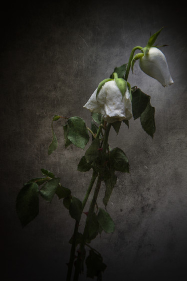 Fotografía titulada "Roses blanches fané…" por Jean-François Mansencal, Obra de arte original, Fotografía digital