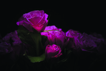 Photographie intitulée "Roses" par Jean-François Mansencal, Œuvre d'art originale, Photographie numérique