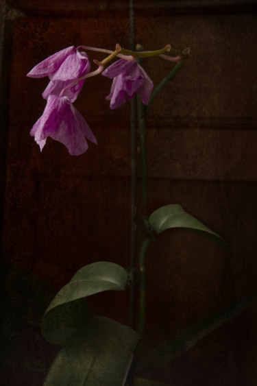 Fotografia intitulada "Orchidées" por Jean-François Mansencal, Obras de arte originais, Fotografia digital