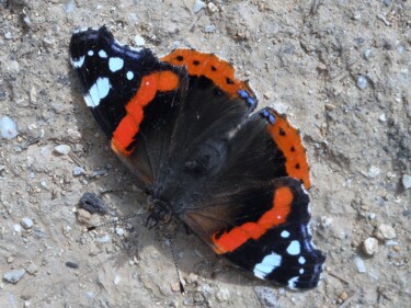 Photographie intitulée "papillon du jour bo…" par Manu Surreabulliste, Œuvre d'art originale