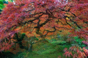 Φωτογραφία με τίτλο "Photo d arbre refai…" από Florence Castelli  Flofloyd, Αυθεντικά έργα τέχνης