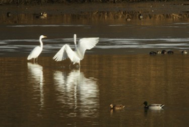 Photography titled "Aigrette sur lac." by Seraphin, Original Artwork, Non Manipulated Photography