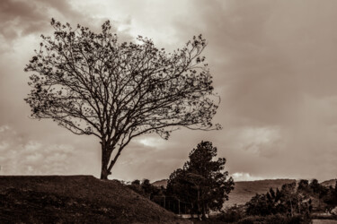 Fotografia intitolato "Lonely tree" da Márcio Dias, Opera d'arte originale, Fotografia digitale
