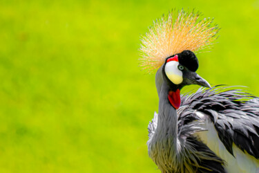 Фотография под названием "The beauty of birds" - Márcio Dias, Подлинное произведение искусства, Не манипулируемая фотография