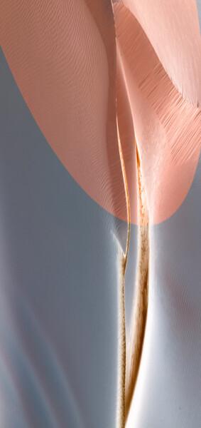 「Tender Leaf」というタイトルの写真撮影 Marek Boguszakによって, オリジナルのアートワーク, デジタル プレキシガラスにマウント