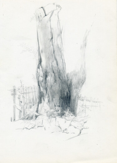 Drawing titled "Old tree" by Margarita Simonova, Original Artwork, Pencil