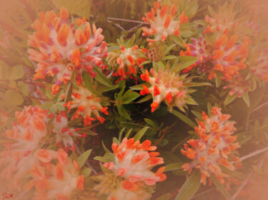 Digitale Kunst getiteld "fiori di montagna i…" door Mariateresa Sala, Origineel Kunstwerk, Digitale fotografie