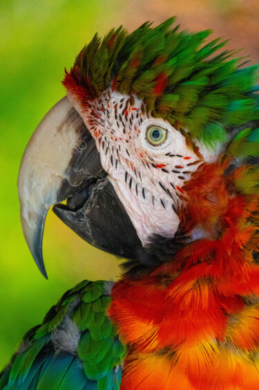 Photographie intitulée "Couleur Magique" par Marie Chistine Barnaud, Œuvre d'art originale, Photographie numérique