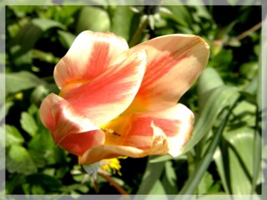 Photographie intitulée "Tulipe" par Marie-José Longuet, Œuvre d'art originale