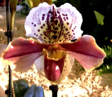 Photographie intitulée "Orchidée" par Marie-José Longuet, Œuvre d'art originale, Photographie numérique