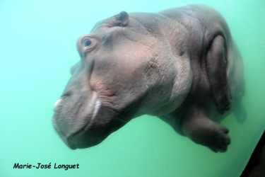 Digitale Kunst getiteld "Bébé hippopotame" door Marie-José Longuet, Origineel Kunstwerk, Digitaal Schilderwerk