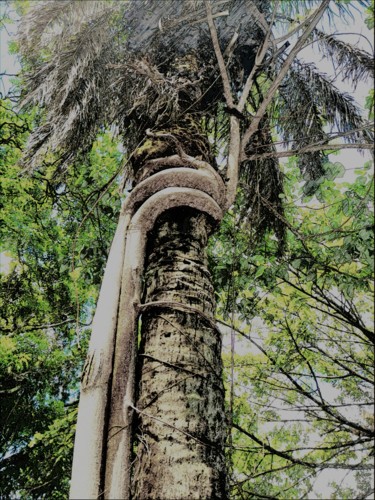 Digitale Kunst mit dem Titel "Plant, tree,forest." von Plaline, Original-Kunstwerk, Digitale Malerei