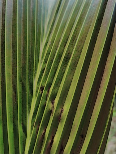 Digitale Kunst getiteld "Leaf, palm tree, na…" door Plaline, Origineel Kunstwerk, Foto Montage