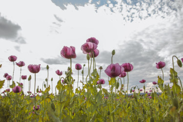 Fotografie mit dem Titel "Unter dem Mohn" von Mario A. Brunnbauer, Original-Kunstwerk, Digitale Fotografie