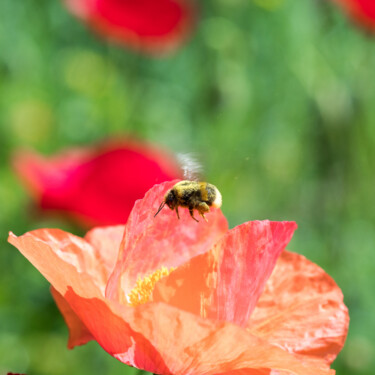 Photography titled "Hummelflug" by Mario A. Brunnbauer, Original Artwork, Digital Photography