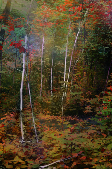 "Red and orange trees" başlıklı Fotoğraf Mariska Karto tarafından, Orijinal sanat, Dijital Fotoğrafçılık