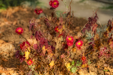 Photography titled "Old Wildflowers" by Marian Bogatu, Original Artwork, Manipulated Photography