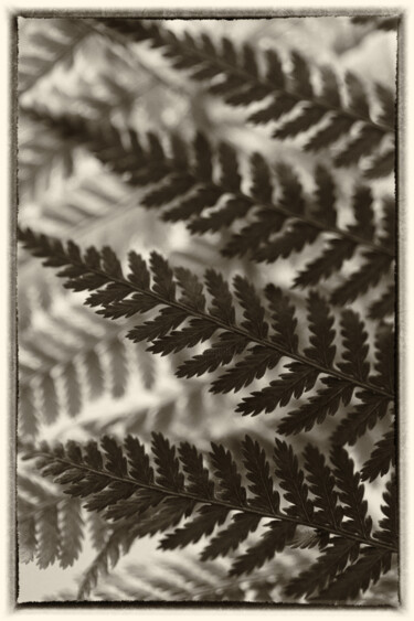 Fotografie getiteld "Fern Leaves Still L…" door Mariya Zheleznova, Origineel Kunstwerk, Digitale fotografie