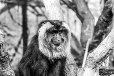 Photographie intitulée "sad monkey" par Martin Frade, Œuvre d'art originale, Photographie numérique