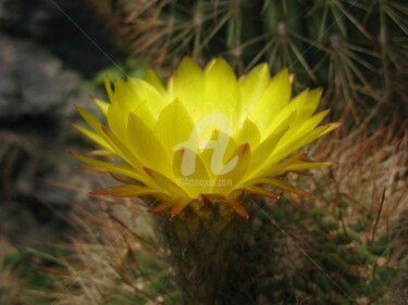 Φωτογραφία με τίτλο "FLEUR DE CACTUS" από Martine Vigroux, Αυθεντικά έργα τέχνης