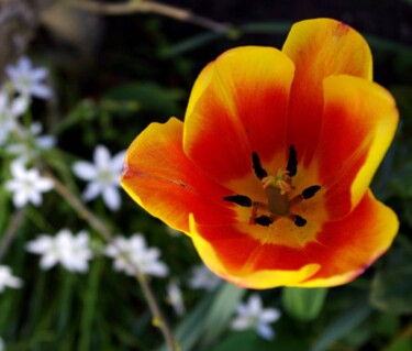 Photographie intitulée "Orange Red Tulip" par Mary Joan Attard, Œuvre d'art originale
