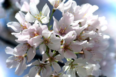 Fotografía titulada "Cherry Blossoms" por Matt Kohnen, Obra de arte original, Fotografía digital