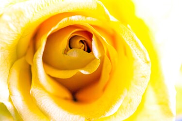 Fotografía titulada "Yellow Rose Macro" por Matt Kohnen, Obra de arte original, Fotografía digital