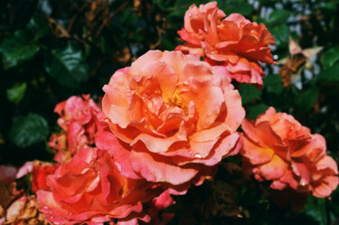 Fotografie mit dem Titel "Pink Rose" von Matt Kohnen, Original-Kunstwerk, Analog Fotografie
