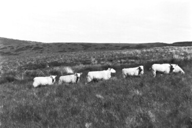 Fotografie mit dem Titel "The 5 Sheep" von Matthew Freedman, Original-Kunstwerk, Analog Fotografie