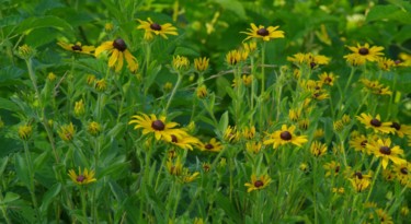 Photographie intitulée "black eyed susans m…" par Matthew Katt, Œuvre d'art originale