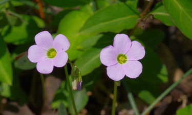 Photography titled "violet-wood-sorrel." by Matthew Katt, Original Artwork