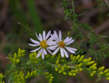 Photographie intitulée "frost aster" par Matthew Katt, Œuvre d'art originale